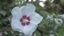 white hibiscus flower 