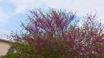 Purple flower tree in the city