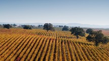 Aerial shot of a vineyard