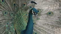 Elegant Peacock Showing Its Vibrant And Colorful Feathered Tail. Close Up	