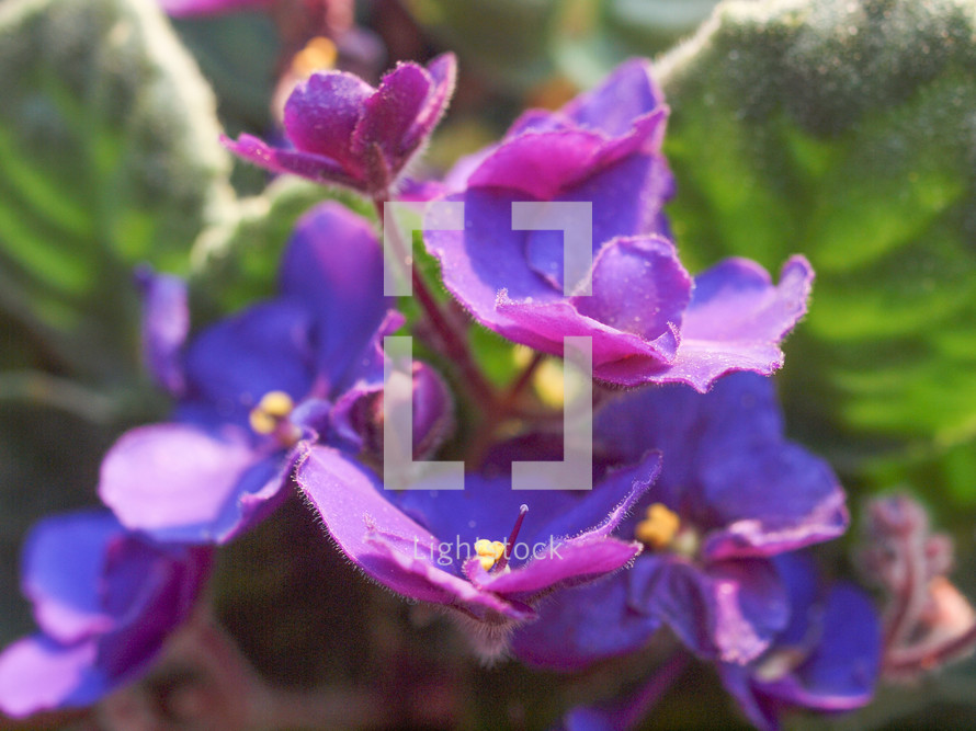 Saintpaulia African Violet house plant flower (plantae angiosperms eudicots asterids lamiales gesneriaceae saintpaulia)
