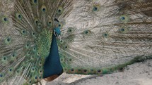 Close up shot of pretty Pavo Cristatus Peacock during sunny day	