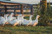 ducks on a farm 