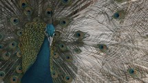Majestic Pavo Peacock with spreaded wings resting outdoors in zoo,close up	