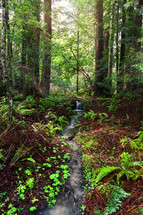a small stream through a forest 