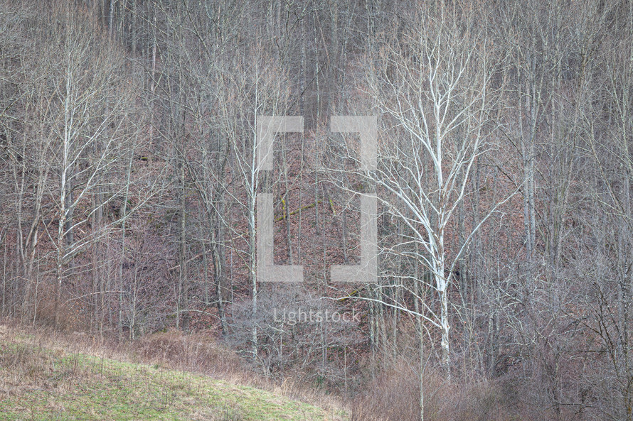 Bare birch trees in sloped forest woodland 