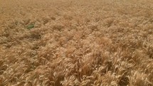 Aerial shot of a wheat field ready for harvest