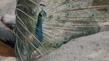 Male Blue Peafowl Displayed Very Long Tail Feathers That Have Eye-Like Markings. Closeup, Sideview	