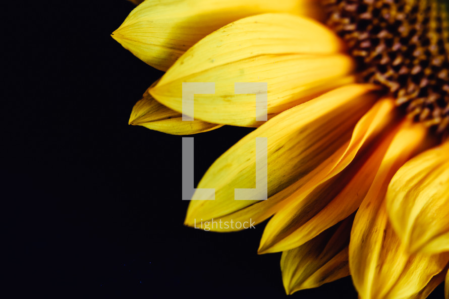 yellow sunflower in studio 