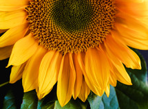 yellow sunflower in studio 