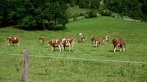 cows grazing in a pasture 