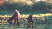 A foal with mother horse