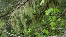 Spanish moss hanging from tree branches 