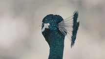 Macro close up of pretty blue and green colored head of Peacock turning head in wilderness	