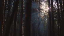 Morning Sun Shining Through Forest