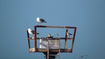 seagulls nesting