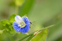 beetle on a blue flower 