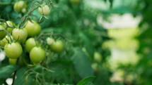 Tomato plants growing on branch in greenhouse
