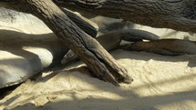 Komodo dragon in the zoo