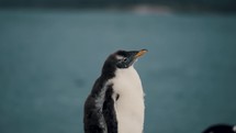 Gentoo Penguin Looking Around In Isla Martillo, Tierra del Fuego, Argentina - Close Up