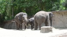 Elephants eating hay.