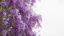 Purple Wisteria Flowers outdoor in the park 