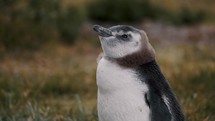 Magellanic Penguin In Isla Martillo, Tierra del Fuego, Argentina - Close Up