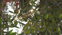 Close-up shot of green olive tree branch with sun rays striking through the leaves