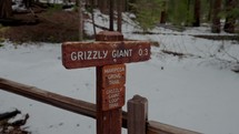 Giant Sequoias in national park sign post