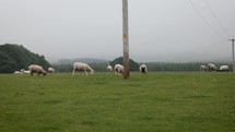 Sheep Grazing Around an Electricity pole in a Misty Field, Ireland
