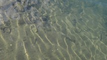 fish swimming in the river bed over sand dunes