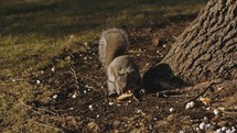 squirrel eating 