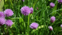 Purple Chives Flowers Blowing in the Wind