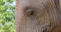 Close up of an elephant's face and trunk