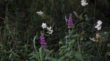 Purple-loosestrife & White Meadowsweet Flowers Blowing in the Wind, County Wicklow
