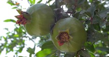 Pomegranate fruit on tree branch