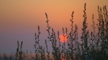 Red sunset, view through the grass