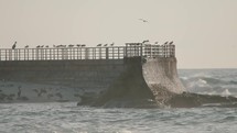 birds perched on a breakwall in the sun. 