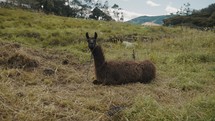 A Llama Sitting On A Green Agricultural Field In Peru - wide	