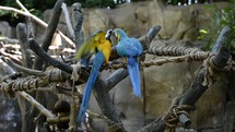 Parrots perched on tree limbs with rope.