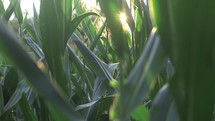 corn in a corn field 