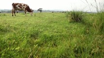cows grazing in a pasture 