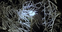 Snow covered tree branches by lamppost.