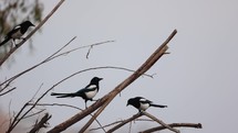 Magpie birds resting on driftwood branches along shoreline.