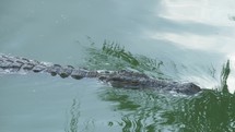 A crocodile slowly swimming in a bright green water