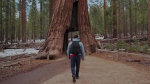 Man walking through a Giant Sequoia tree in National Park