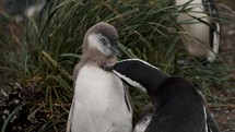 Magellanic Penguin Adult Grooming Its Chick At The Penguin Island In Tierra del Fuego, Argentina. closeup shot