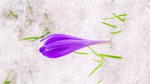 Vertical Closeup of Saffron crocus flower bloom and snow melts fast in spring time lapse