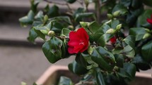 Red Camellia Flower Swaying in the Wind