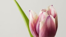 blooming tulip 
